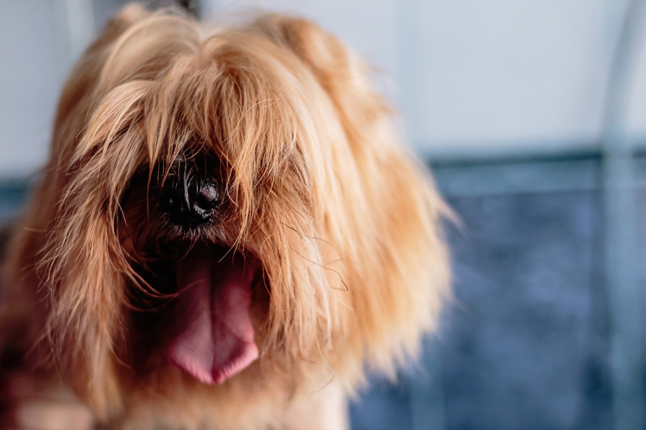 How to Train Your Pet to Be Calm During Grooming